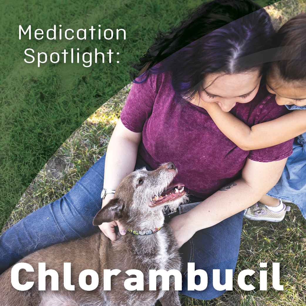 Chlorambucil Spotlight Square