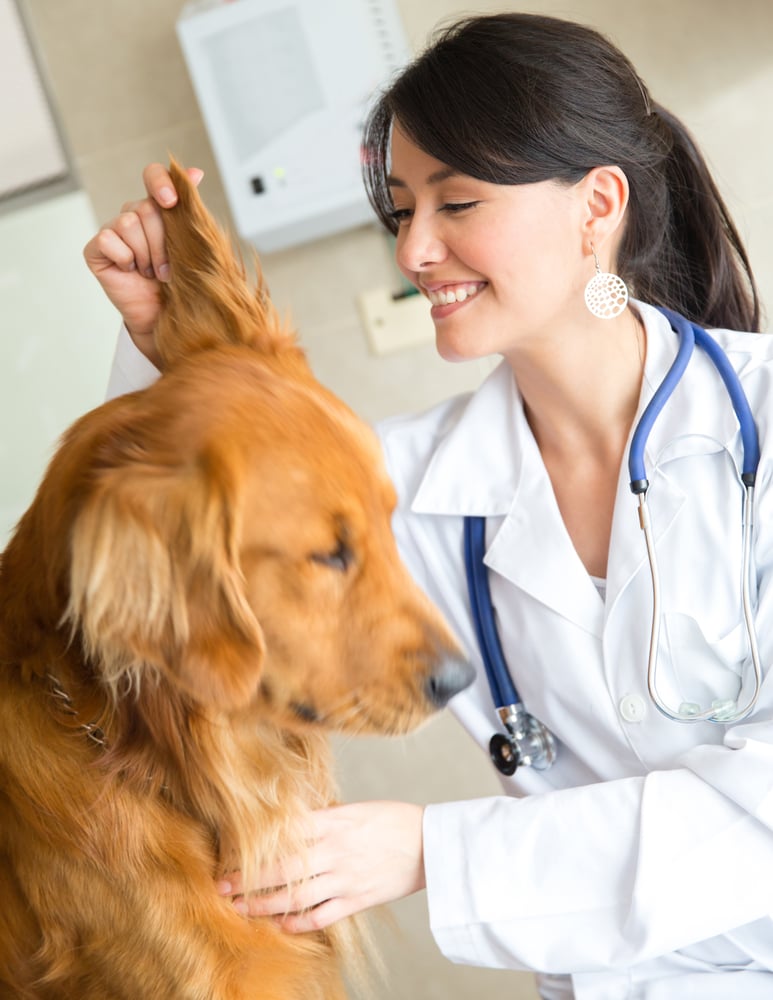 Veterinarian examining the ear of a cute dog